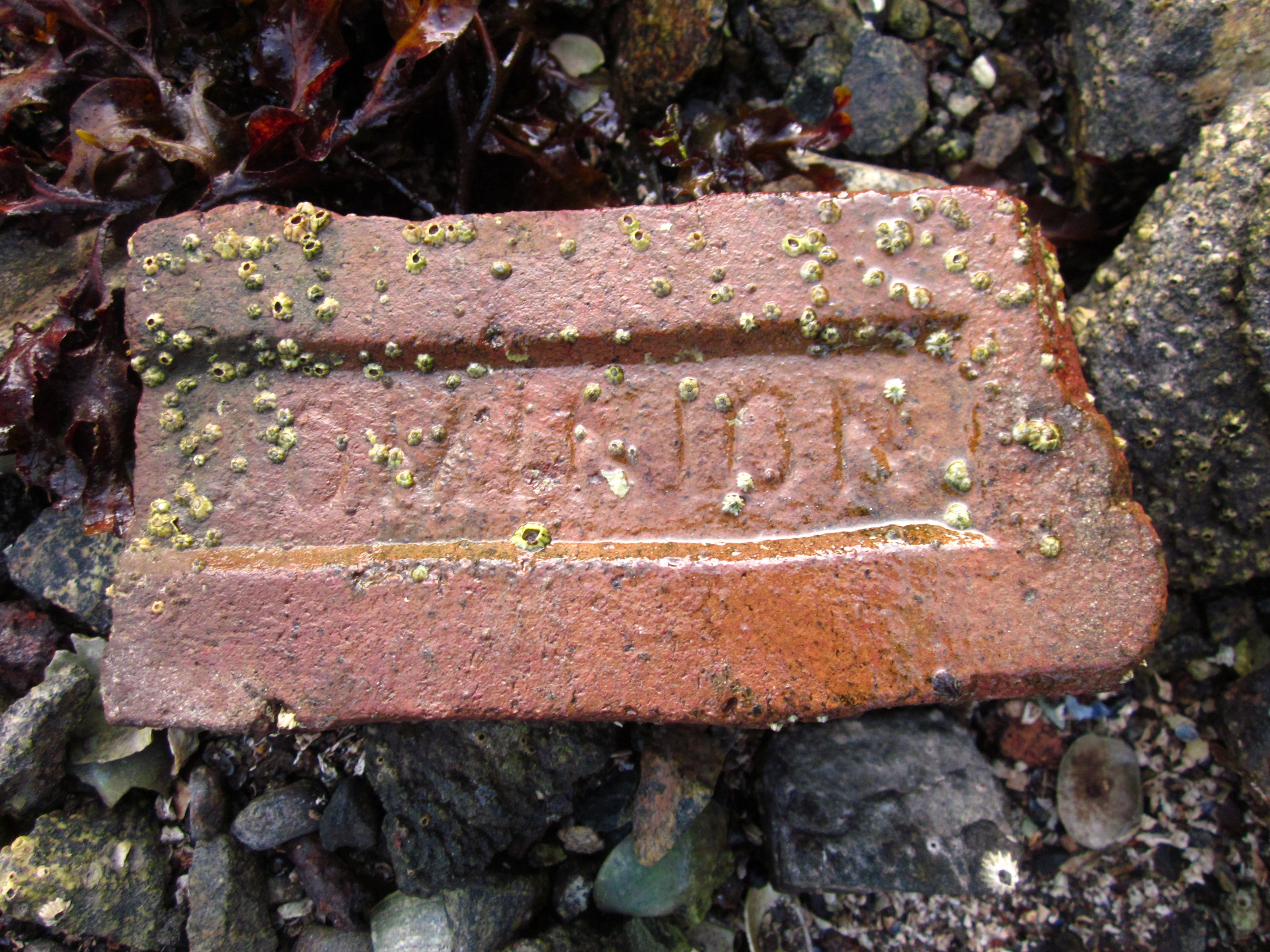 A red clay brick with some sort of text on it and little sea creatures growing on it.